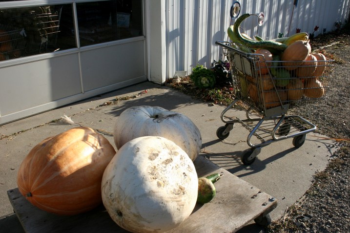 The $10 ginormous pumpkins.