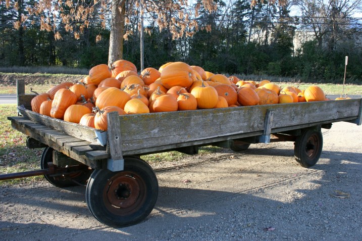 One of two wagonloads of pumpkins at Twiehoff's Garden.