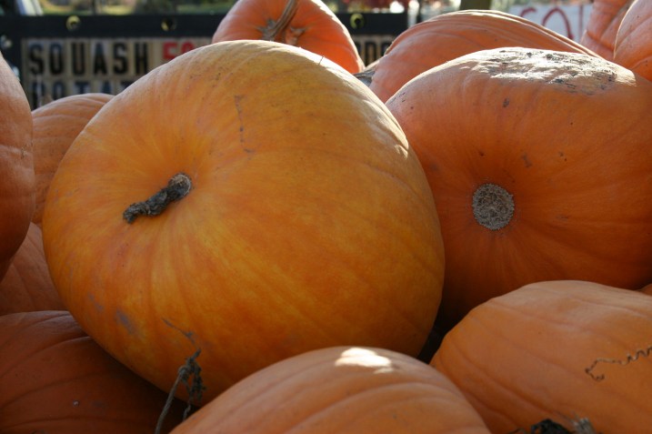 All sizes of pumpkins are available.