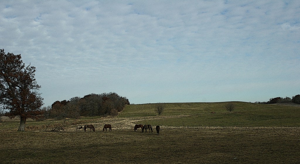 Horses in the pasture drew my camera, not a deer dangling from a tree.