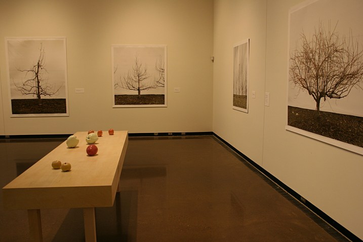 A snippet of Jessica Rath's exhibit shows porcelain apple sculptures and photos of apple trees in the Braucher Gallery.
