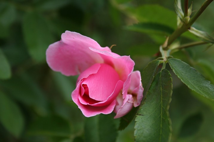 I took time to smell, and photograph, the roses outside of the cafe.