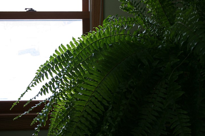 A reminder that, yes, spring will come and this fern will once again grace my backyard.