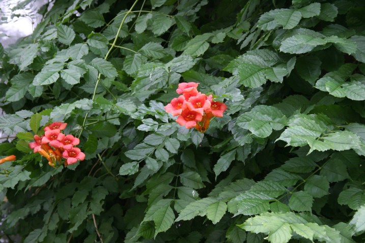 Garden City post office, flowers by