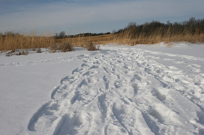 Fresh tracks showed us that others snowshoed and skied through the nature center.