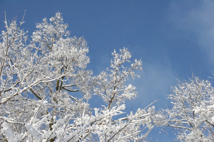 Trees are iced with snow.