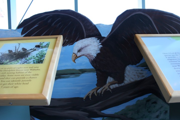 Art, eagle painting
