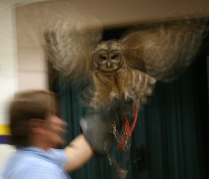 Here an owl flaps its wings. The birds skimmed over our heads during the show.
