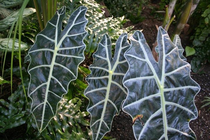 I have no idea what plant this is, but I love the leaves.