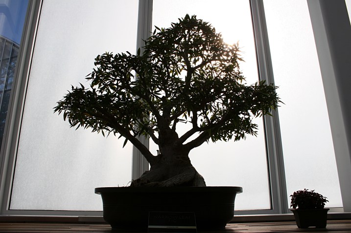 Notice the contrast of a bonsai tree against a steamed window knowing only glass separate the plant from a snowy landscape.