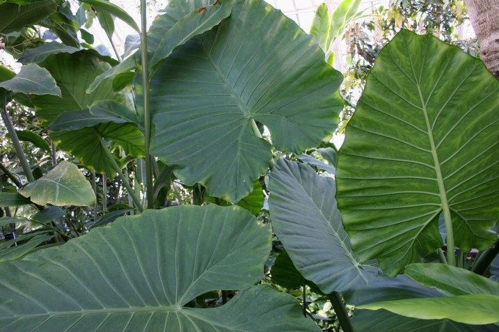 Appreciate leaves as big as an elephant's ears.