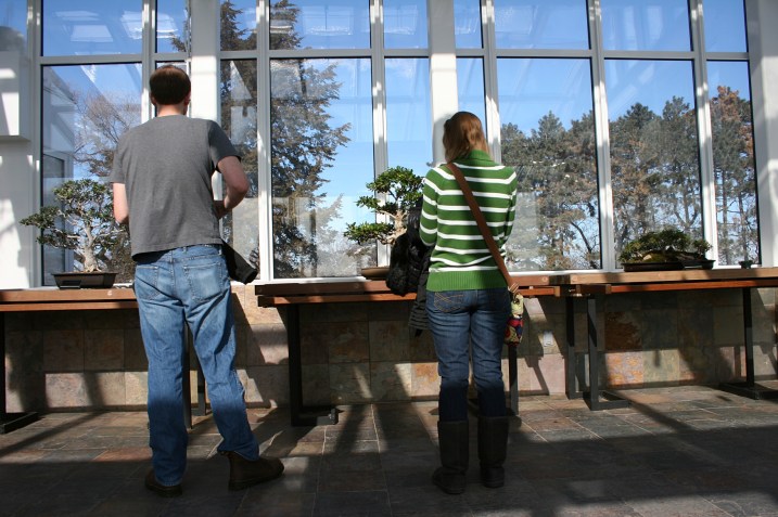 Mention to your daughter and son-in-law how nice one of these bonsai trees would look sitting on a window ledge in their St. Paul apartment.