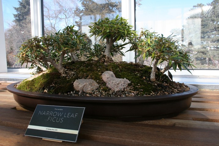 Because you are so smitten by these mini trees, consider for a moment how you might smuggle one out of the conservatory. You realize this is an impossibility given the crowd, the staffing and that you left your winter coat in the car.