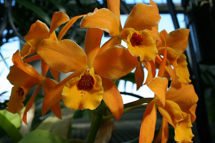 Stop to enjoy the orchids, these in the Palm Dome.