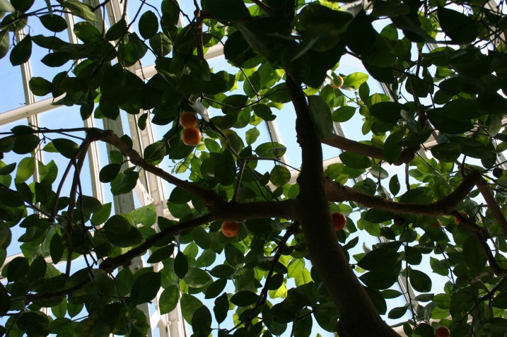 If only you were a little taller, you'd grasp one of those oranges. Wait a minute. Where's that tall son-in-law?