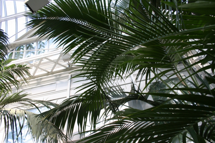 Looking up at the palm trees.