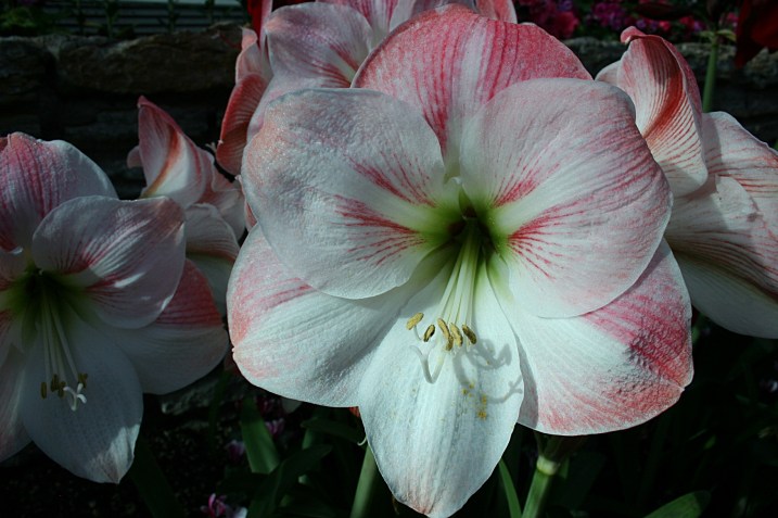 If only you could snip a few lilies to take home, to carry you through the next few months. Until spring...