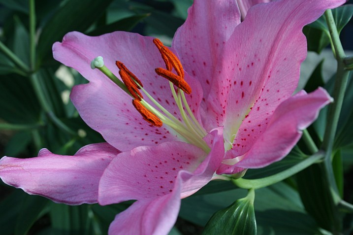 Lilies and other flowers perfumed the Sunken Garden.