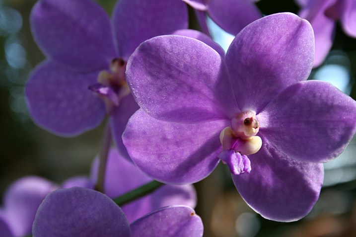 Admire the simplistic beauty of orchids.