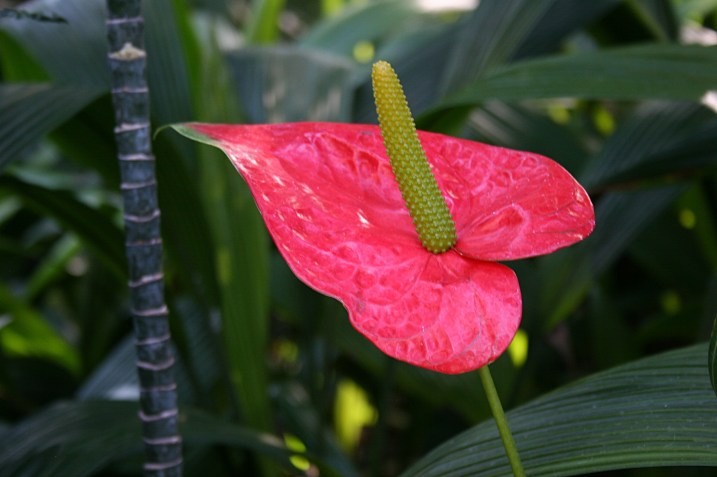 I can't recall the name of this flower, but I paused to photograph it because I like its shape and sheen.