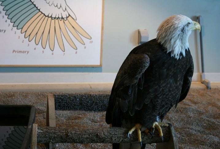 You can get up close to the resident eagles.