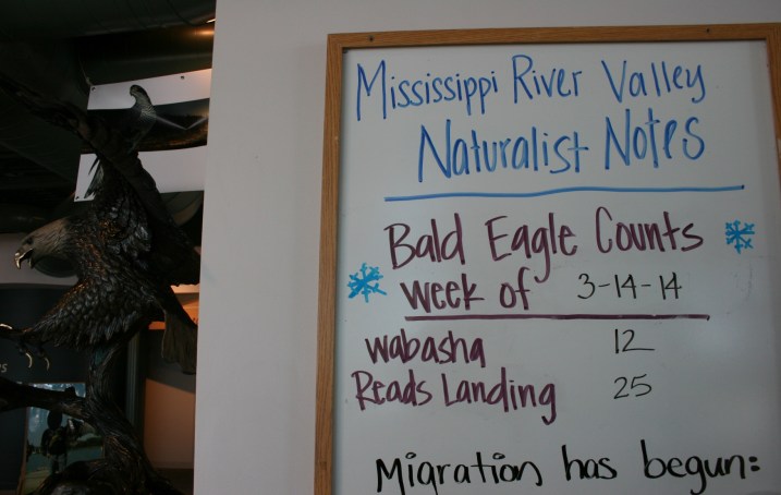 The current eagle count tallied.