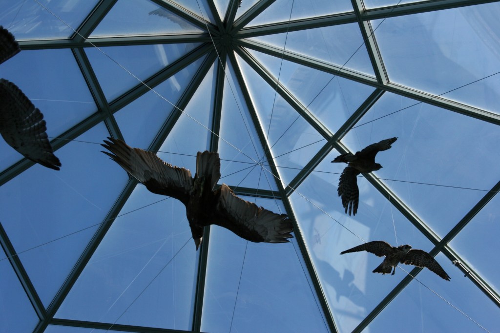 ...birds suspended from the glass ceiling.