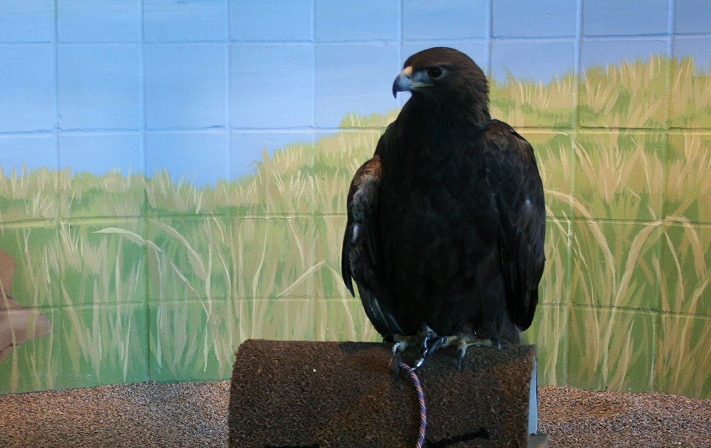 Donald, the single resident golden eagle.