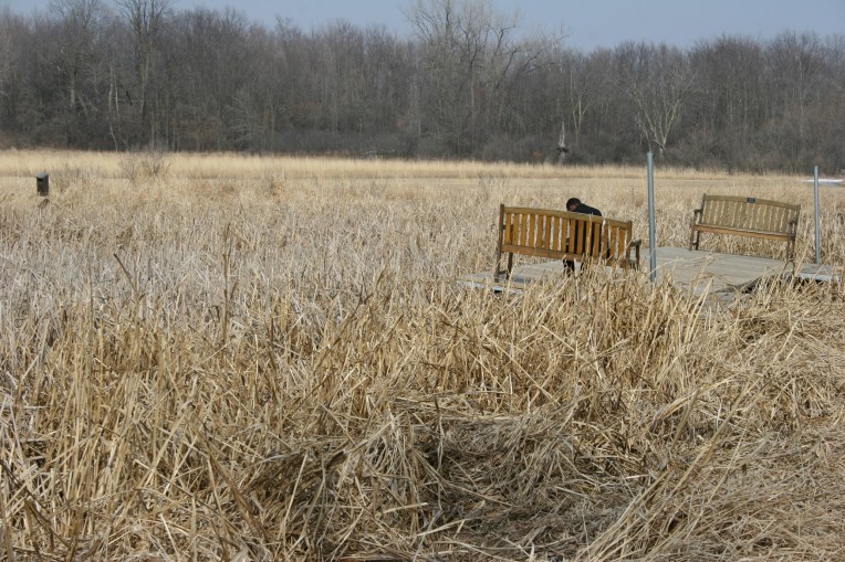 Abdi studies by the swamp.