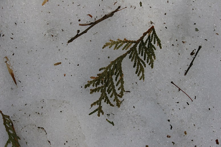 A snippet of green cedar upon snow.