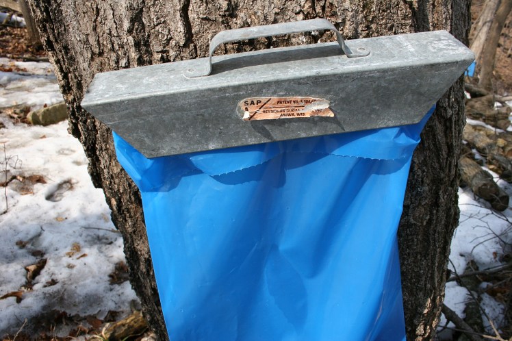 Trees tapped to collect sap in bags.