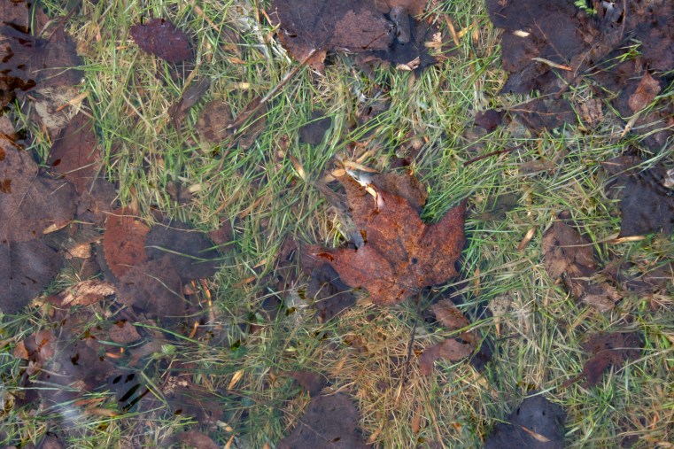 Patches of green grass mingle under water with dead leaves.