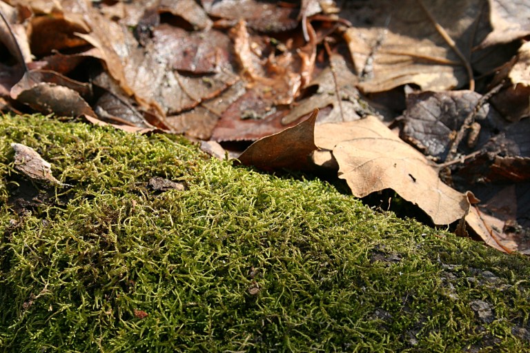 The brightest green discovered--moss on a log.