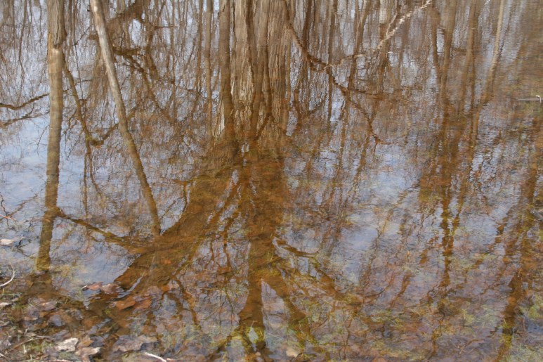 Trees reflected in a "lake" of water from the snow melt.