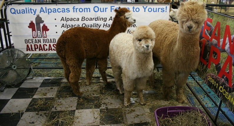 I sunk my hands deep into the soft fleece of the brown alpaca and declared I wanted to take the animal home.