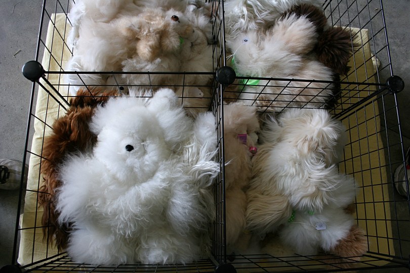 More cuteness in the softest teddy bears ever.