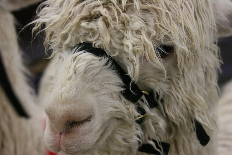 Eyes buried in fleece.