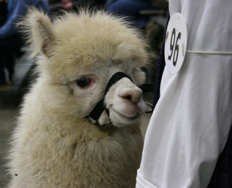 Snuggling in after judging.