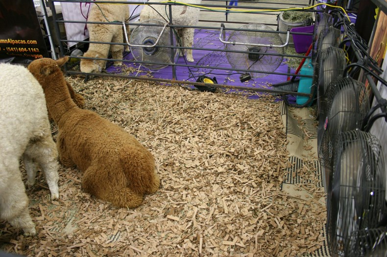 Lots of fans were in place to cool the alpacas.