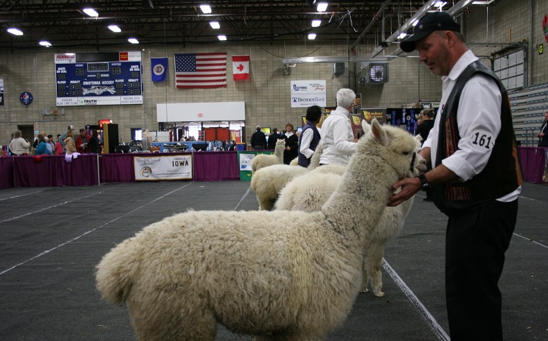 In the judging ring.