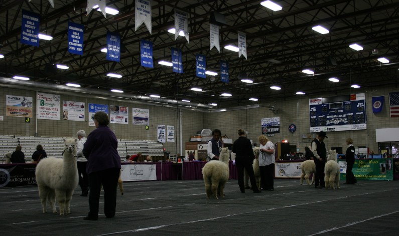 In the show ring.