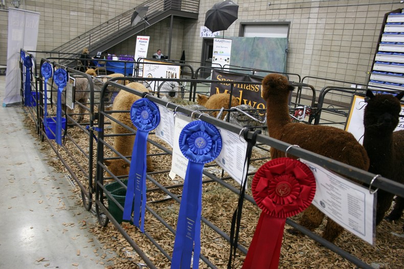 Award-winning alpacas.