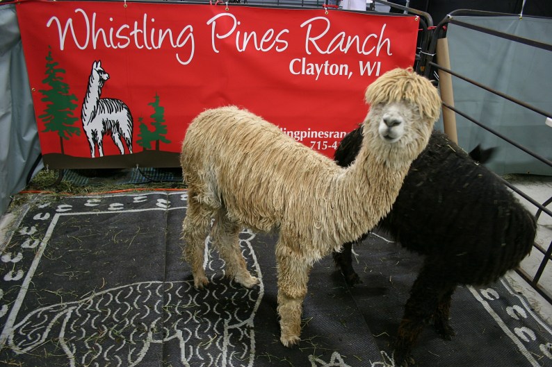 My husband found the chalk-like alpaca outline on rugs to be rather amusing.