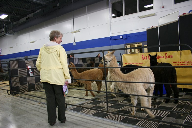 In one of my favorite shots, a woman connects with an alpaca.