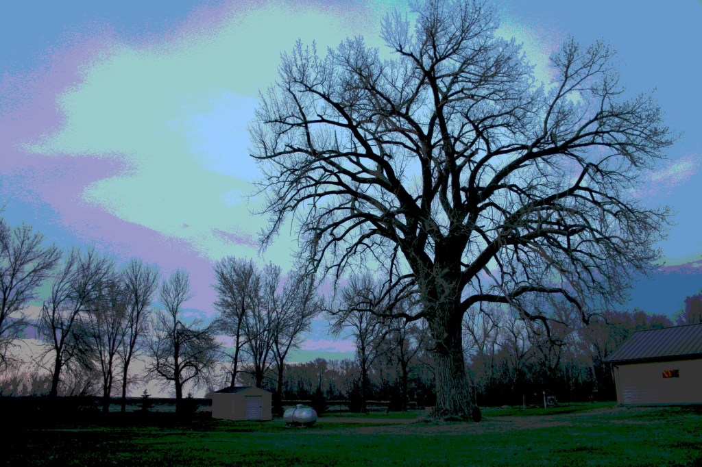 The ancient cottonwood stands on the north edge of Vesta, Minnesota.
