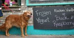 Ice cream, dog