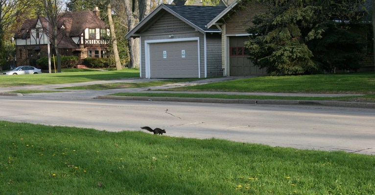 Squirrel number one scampers from the park across the street as soon as I approach with my camera. I don't have a telephoto lens, thus the distant view.