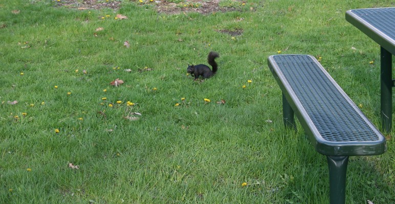 I manage to get a bit closer to squirrel number two.