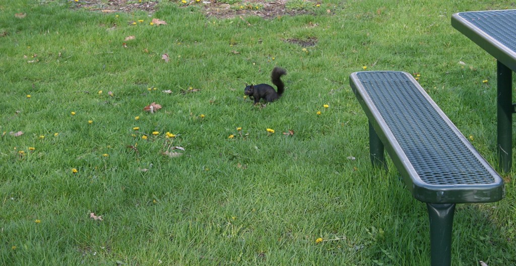 I manage to get a bit closer to squirrel number two.