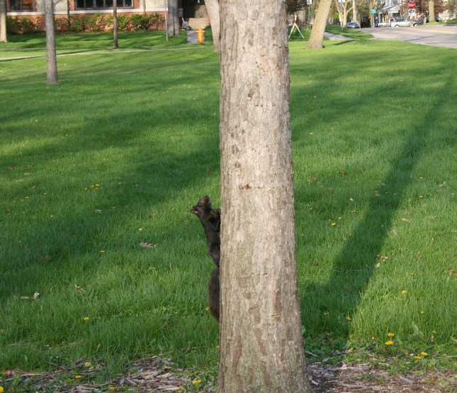 There are plenty of trees in Appleton's City Park, where I snapped one quick shot before the squirrel scooted out of camera range.